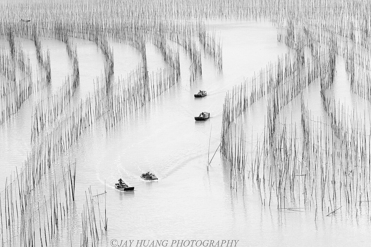沙江 S 湾,S 形水道两边插满竹竿
